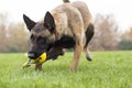 Belgian Malinois Royalty Free Stock Photo