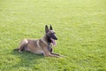 Belgian Malinois Royalty Free Stock Photo