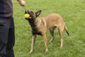 Belgian Malinois Royalty Free Stock Photo