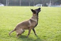 Belgian Malinois Royalty Free Stock Photo