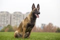 Belgian Malinois Royalty Free Stock Photo