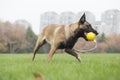 Belgian Malinois