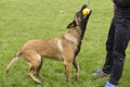 Belgian Malinois