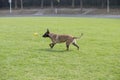 Belgian Malinois