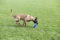 Belgian Malinois