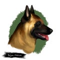 Belgian Malinois, Mechelaar, Mechelse Herder herding breed dog digital art illustration isolated on white background. Belgian Royalty Free Stock Photo