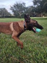 Belgian Malinois in Midstride Royalty Free Stock Photo