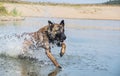 Belgian Malinois from Photoworkshop in water