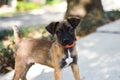 Belgian Malinois puppy mix