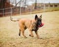 Belgian Malinois puppy playing fetch