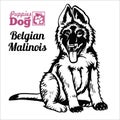 Belgian Malinois puppy sitting. Drawing by hand, sketch. Engraving style, black and white vector image.