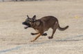 Belgian Malinois running in the dead grass at the park