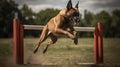 Belgian Malinois\'s Agility Training in the Field