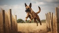 Belgian Malinois\'s Agility Training in the Field