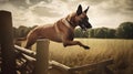 Belgian Malinois\'s Agility Training in the Field