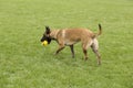 Belgian Malinois Royalty Free Stock Photo