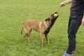 Belgian Malinois Royalty Free Stock Photo