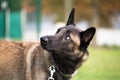 The Belgian Malinois shepherd dog listens well to his master`s orders