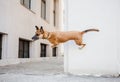 Belgian Malinois Shepherd Performing Wall Vault Trick - Dog Training Concept