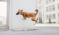 Belgian Malinois Shepherd Performing Wall Vault Trick - Dog Training Concept