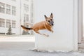 Belgian Malinois Shepherd Performing Wall Vault Trick - Dog Training Concept