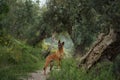 Belgian Malinois stands on an ancient olive tree, blending adventure in nature