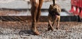 The Belgian Malinois together with the owner overcame an obstacle in the form of a pit filled with water and mud