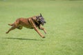 Belgian malinois training for schutzhund, igp, ipo Royalty Free Stock Photo