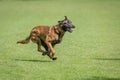 Belgian malinois training for schutzhund, igp, ipo Royalty Free Stock Photo