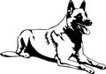 Belgian Malinois Vector Illustration