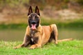 Belgian Malinois young puppy Royalty Free Stock Photo
