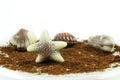 Belgian praline in the form of starfish Royalty Free Stock Photo