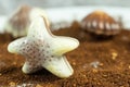 Belgian praline in the form of starfish Royalty Free Stock Photo