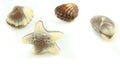 Belgian praline in the form of starfish Royalty Free Stock Photo