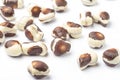 Belgian seashells traditional chocolate candies