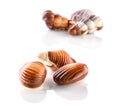 Belgian seashells traditional chocolate candies groups on white background