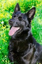 Belgian sheep-dog