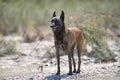 Belgian Sheepdog on beach in a summer time