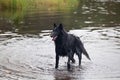 Belgian Sheepdog (Chien de Berger Belge) Royalty Free Stock Photo