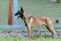 Belgian Sheepdog or the Chien de Berger Belge