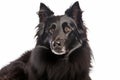 Belgian Sheepdog Dog On White Background. Generative AI