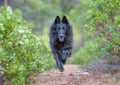 Belgian Sheepdog running down a wooded path