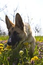Belgian shepard sniffing in the spring grass