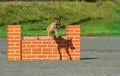 Belgian Shepherd in agility