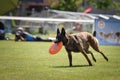 Belgian shepherd is cathing frisbee on Prague frisbee competition. Royalty Free Stock Photo