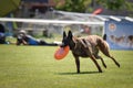 Belgian shepherd is cathing frisbee on Prague frisbee competition.