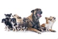 Malinois and chihuahuas Royalty Free Stock Photo