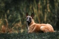 Belgian Shepherd dog