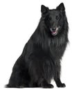 Belgian Shepherd Dog, Groenendael, 6 years old Royalty Free Stock Photo