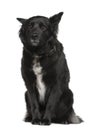 Belgian shepherd dog, Groenendael, sitting Royalty Free Stock Photo